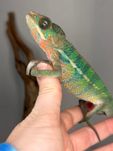 Load image into Gallery viewer, Flash Jr lineage Ambilobe Panther Chameleon juvenile male
