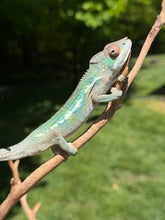 Load image into Gallery viewer, Easygoing young Ambilobe Panther Chameleon in natural enclosure setting

