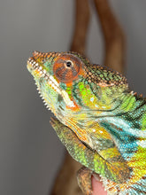 Load image into Gallery viewer, Male Panther Chameleon from FramsChams with strong Flash Jr. lineage
