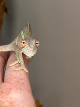 Load image into Gallery viewer, A close-up of a small chameleon perched on a human finger, with its eyes turned outward against a soft gray background.
