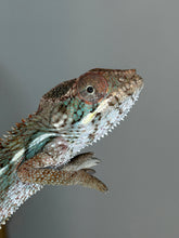 Load image into Gallery viewer, Close-up of a young male Ambilobe Panther Chameleon from the Flash bloodline.
