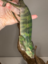 Load image into Gallery viewer, Shy juvenile male Ambilobe Panther Chameleon showing early colors
