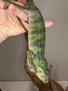 Shy juvenile male Ambilobe Panther Chameleon showing early colors