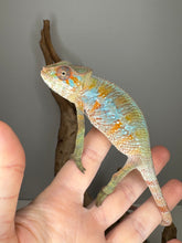 Load image into Gallery viewer, Flash Jr. sire Ambilobe Panther Chameleon showing bold orange and teal colors
