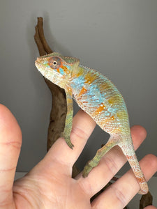 Flash Jr. sire Ambilobe Panther Chameleon showing bold orange and teal colors