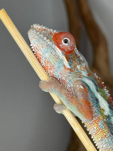 Flash Jr. lineage Ambilobe Panther Chameleon with red and orange body coloration