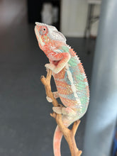 Load image into Gallery viewer, Flash Jr. x Aslan young male Ambilobe Panther Chameleon
