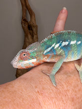 Load image into Gallery viewer, High color young male Ambilobe Panther Chameleon with yellow and blue coloration
