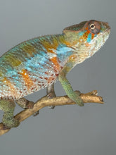 Load image into Gallery viewer, Flash Jr. x Aslan offspring Ambilobe Panther Chameleon showing early color
