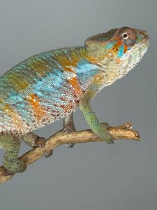 Flash Jr. x Aslan offspring Ambilobe Panther Chameleon showing early color