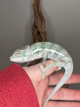Load image into Gallery viewer, Young male Ambanja Panther Chameleon with a calm, shy nature
