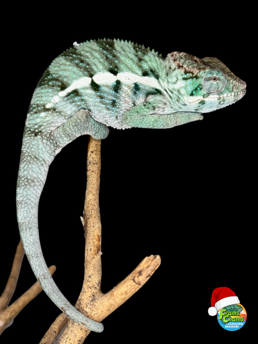 Ambanja Panther Chameleon from FramsChams with calm temperament