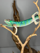 Load image into Gallery viewer, Vibrant young Ambilobe chameleon with bold emerging blue bars.
