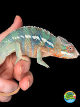 Load image into Gallery viewer, Young male Ambilobe Panther Chameleon from Flash Jr. x Aslan bloodlines
