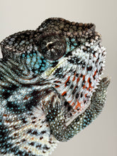 Load image into Gallery viewer, Young male Ambilobe Panther Chameleon bred by FramsChams with vibrant developing colors.
