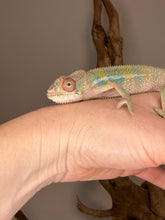 Load image into Gallery viewer, Healthy juvenile male Ambilobe panther chameleon bred by FramsChams with blue bars
