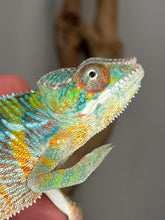 Load image into Gallery viewer, Healthy juvenile male Ambilobe Panther Chameleon available from FramsChams
