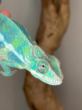 Load image into Gallery viewer, Healthy juvenile male Ambilobe panther chameleon bred by FramsChams
