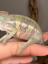Load image into Gallery viewer, Healthy juvenile male Ambilobe panther chameleon bred by FramsChams
