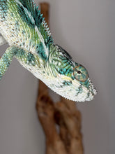 Load image into Gallery viewer, Male Ambilobe Panther Chameleon bred by FramsChams with striking blue bars and yellow tones.
