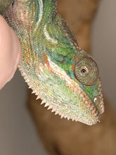 Load image into Gallery viewer, FramsChams Ambilobe panther chameleon male juvenile
