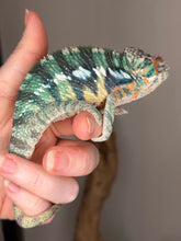 Load image into Gallery viewer, FramsChams Ambilobe panther chameleon male yellow blue coloration
