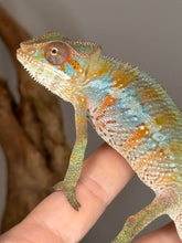Load image into Gallery viewer, Healthy Ambilobe Panther Chameleon in natural enclosure from FramsChams
