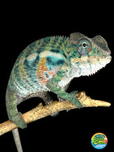 Load image into Gallery viewer, Young male Panther Chameleon with developing colors
