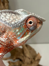 Load image into Gallery viewer, FramsChams young male Panther Chameleon with calm easygoing temperament
