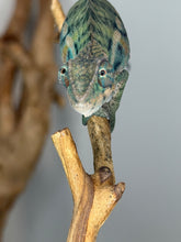 Load image into Gallery viewer, FramsChams young male Panther Chameleon

