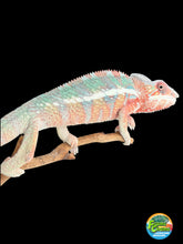 Load image into Gallery viewer, Colorful young male Ambilobe Panther Chameleon with calm temperament
