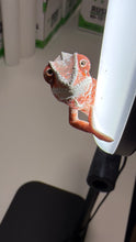 Load image into Gallery viewer, Colorful young male Panther Chameleon from FramsChams
