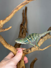 Load image into Gallery viewer, Young Panther Chameleon with blue bars and orange body
