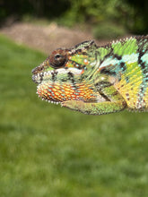 Load image into Gallery viewer, FramsChams juvenile Panther Chameleon with strong Flash Jr. lineage

