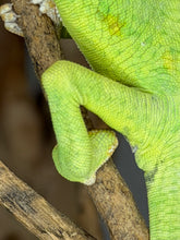 Load image into Gallery viewer, Friendly juvenile male Veiled Chameleon from FramsChams with striking colors and calm temperament
