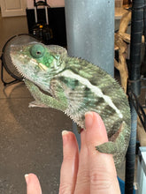 Load image into Gallery viewer, Large juvenile, calm, and curious Ambanja Panther Chameleon male from FramsChams
