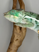 Load image into Gallery viewer, Profile of a large, healthy Ambanja Panther Chameleon male
