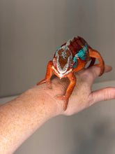 Load image into Gallery viewer, Healthy male Ambilobe Panther Chameleon raised by FramsChams with striking red and blue coloration.
