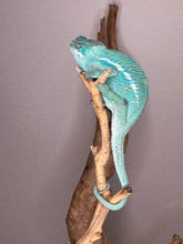 Load image into Gallery viewer, FramsChams Nosy Be Panther Chameleon with bright blue tones
