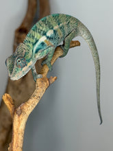 Load image into Gallery viewer, Colorful young male Panther Chameleon with blue and orange coloration
