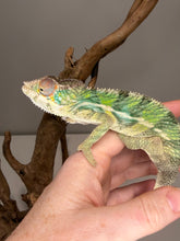 Load image into Gallery viewer, Young male Ambilobe Panther Chameleon bred by FramsChams with outstanding genetics.
