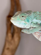 Load image into Gallery viewer, Sweet young Red Panther Chameleon from Firestorm x Red Tide bloodline
