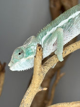 Load image into Gallery viewer, Profile of a shy, gentle Ambanja Panther Chameleon male

