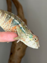 Load image into Gallery viewer, Close-up of a surprise young male Panther Chameleon from FramsChams showing detailed facial markings and bright colors.
