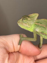 Load image into Gallery viewer, framschams-veiled-chameleon-closeup
