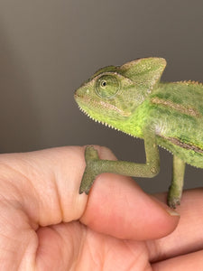 framschams-veiled-chameleon-closeup