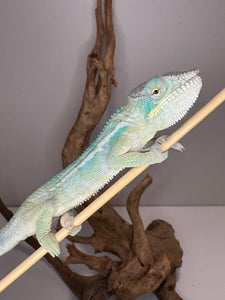 Close-up of young blue Ambanja Panther Chameleon perched on branch
