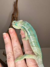 Load image into Gallery viewer, Young Ambanja Panther Chameleon male showing early blue tones
