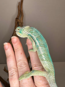 Young Ambanja Panther Chameleon male showing early blue tones