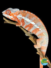 Load image into Gallery viewer, Young male Panther Chameleon with bright orange-red coloration
